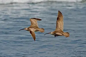 Numenius: Whimbrels flying close