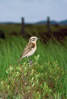 Rubetra: WHINCHAT
