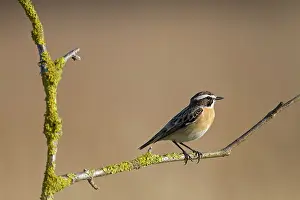 Rubetra: Whinchat