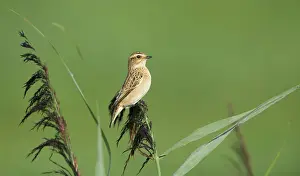 Rubetra: Whinchat