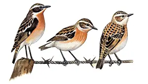 Rubetra: Whinchat