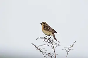 Rubetra: Whinchat adult female