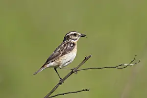 Rubetra: Whinchat adult female