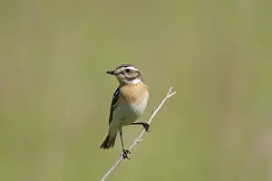 Rubetra: Whinchat adult female