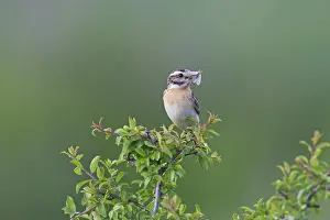 Rubetra: Whinchat adult male