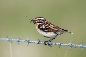 Whinchat: Whinchat - Carrying Insects - UK