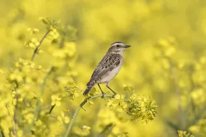 Rubetra: Whinchat, - female perched on flowering rape - Germany