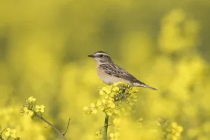 Rubetra: Whinchat, - female perched on flowering rape - Germany