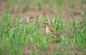 Rubetra: Whinchat - in field