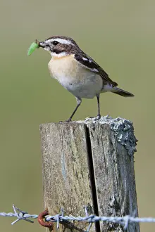 Rubetra: Whinchat - with insect