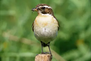 R T Smith: WHINCHAT - with an insect in beak