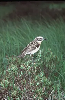 Whinchat: WHINCHAT - with an insect in beak