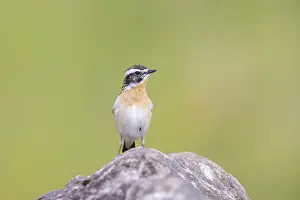 Passeri: Whinchat male
