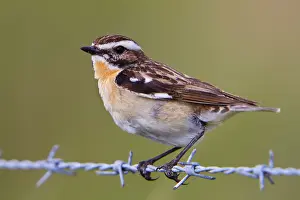 Rubetra: Whinchat - male on barbed wire