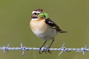 Rubetra: Whinchat - male on barbed wire with caterpillar in mouth