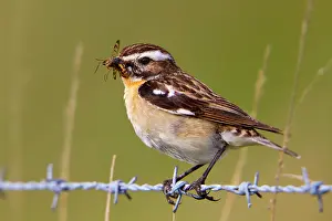 Rubetra: Whinchat - male on barbed wire with insects in mouth