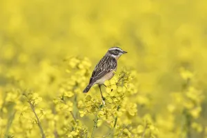 Rubetra: Whinchat, - male perched on flowering rape - Germany