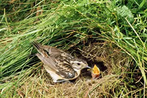Karin Laub: Whinchat - at nest