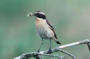 Chris Knights: WHINCHAT - perched on branch with food in beak