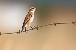 Wire: Whinchat (Saxicola rubetra) female resting on b