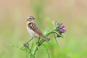 Rubetra: Whinchat (Saxicola rubetra), female sitting on thistle