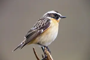 Rubetra: Whinchat (Saxicola rubetra) male, Germany, Europe