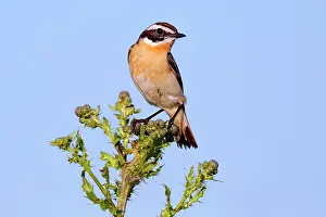 Sound: Whinchat (Saxicola rubetra) on the singing platform