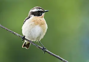 Rubetra: Whinchat (Saxicola rubetra), sitting on a branch