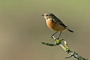 Rubetra: Whinchat - sitting on a dead bush