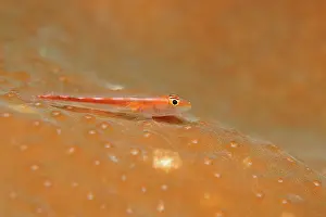 Whip: Whip Coral Goby