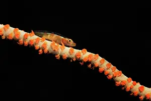 Bryaninops: Whip Coral Goby
