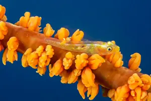 Bryaninops: Whip coral goby (Bryaninops yongei), Bangka Island