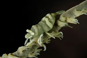 Palaemonoidea: Whip Coral Shrimp