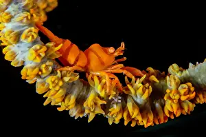 Candidasa: Whip Coral Shrimp