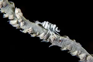 Flores: Whip Coral Shrimp (Pontonides unciger) camouflaged