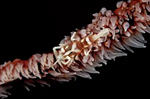 Pontonides: Whip Coral Shrimp - on Whip Coral