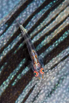 Bryaninops: Whip goby (Bryaninops sp) on the lip of a Giant