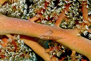 Fans: Whip Goby - on soft corals and sea fans in area