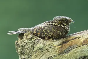 Poor: Whip-poor-will (Caprimulgus vociferus)