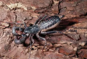 Scorpions: Whip Scorpion