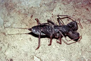 Scorpions: Whip Scorpion