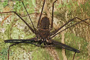 Tailless: Whip Spider / Tailless Whip Scorpion