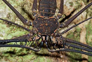 Scorpions: Whip Spider / Tailless Whip Scorpion