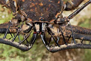 Scorpions: Whip Spider / Tailless Whip Scorpion