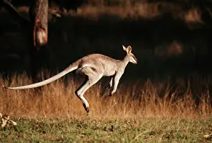 Hopping: Whip-tail WALLABY - leaping