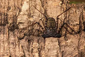 Scorpions: Whip-tailed scorpion - resting on bark - Taken under