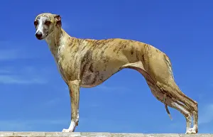 Lean: Whippet