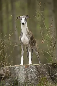 Whippets: Whippet Dog