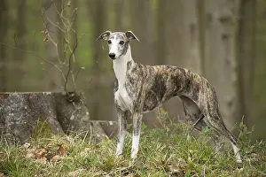 Whippets: Whippet Dog