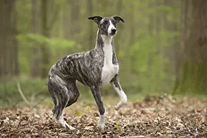 Whippets: Whippet Dog